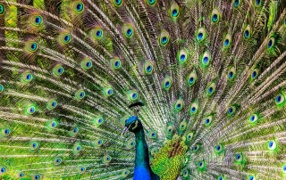 peacock-188328_640